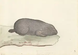 Fossor capensis