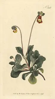 Fothergill's slipper-wort, Calceolaria fothergillii