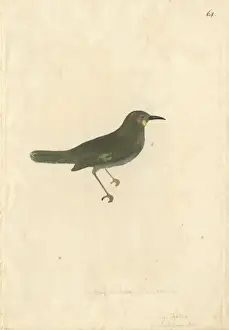 Honeyeater Prints: Foulehaio carunculatus, wattled honeyeater