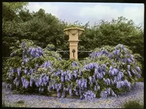 Fountain and Wisteria at Paddockhurst, West Sussex