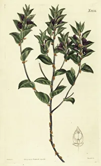 Weddell Prints: Fountainbush, Psoralea imbricata