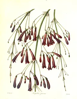 Fountainbush, Russelia equisetiformis