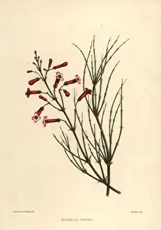 Fountainbush, Russelia equisetiformis