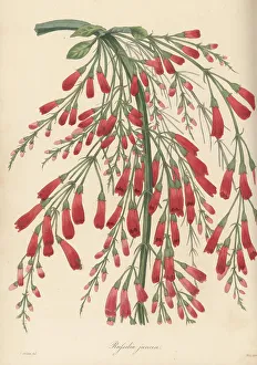 Magazine Of Botany Prints: Fountainbush, Russelia equisetiformis