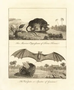 Vampire Collection: Four-eyed opossum and false vampire bat