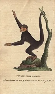 Ateles Prints: Four-fingered monkey or coaita, Ateles paniscus