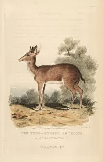 Antelope Gallery: Four-horned antelope, Tetracerus quadricornis