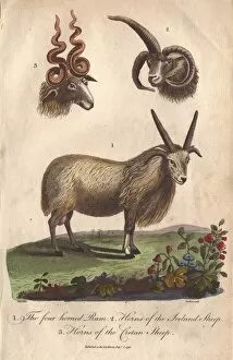 Aries Collection: Four-horned ram (Ovis aries) and horns of the