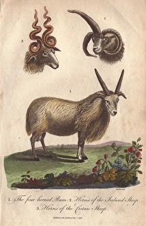 Aries Collection: Four-horned ram (Ovis aries) and horns of the