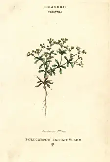 Duppa Prints: Four-leaved allseed, Polycarpon tetraphyllum