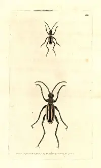 Polydore Prints: Four-lined cicindela beetle, Cicindela quadrilineata
