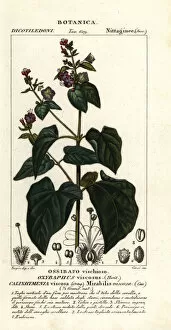 Olive Collection: Four-o clock or umbrellawort, Mirabilis viscosa