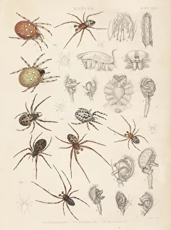 Spider Prints: Four-spot orb-weaver, furrow spider and bridge spider