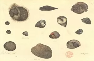 Bivalve Collection: Fourteen molluscs, including gastropods and bivalves