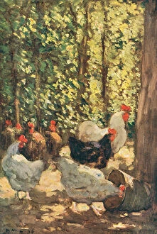 Wooded Collection: Fowls In Sunlight