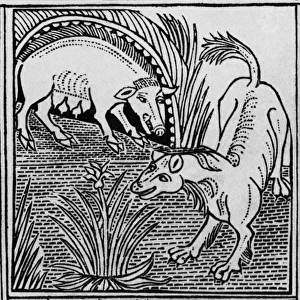 Fable Collection: The fox & the boar