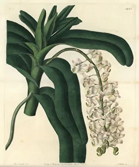 Aerides Collection: Fox brush orchid, Aerides cornutum