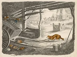 Hens Prints: Fox in Farmyard C1870