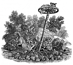 Trap Gallery: A fox growls at a caught sheep