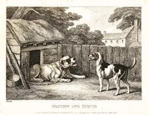 Gay And Phaedrus Prints: A fox hound berating a mastiff chained to a kennel