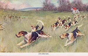 Bark Prints: Fox Hounds
