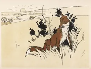 Fox before Hunt Aldin