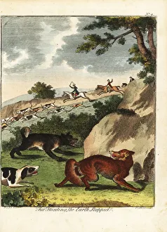 Recreation And Amusement Prints: Fox hunting, 18th century