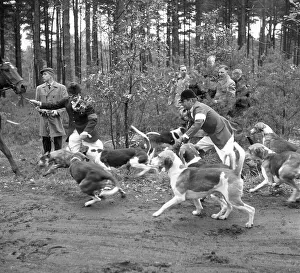 Fox hunting