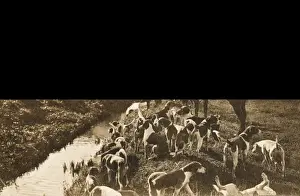 Fox hunting with hounds - Italy