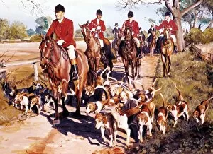 Hounds Collection: Fox hunting - riders and their dogs