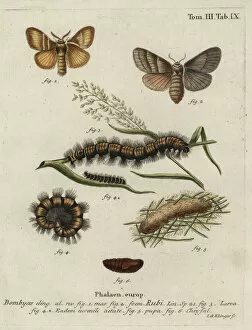 Pupa Collection: Fox moth, Macrothylacia rubi