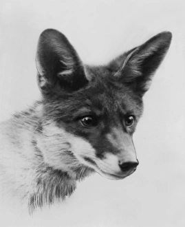 Images Dated 10th May 2011: Fox Portrait
