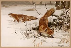 Wildlife Gallery: Fox in Snow 20C