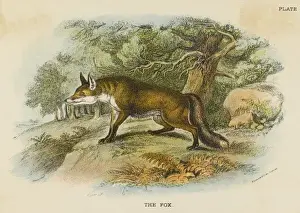 Hear Prints: Fox / Stewart 19C