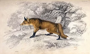 Images Dated 19th February 2018: FOX / STEWART C1840