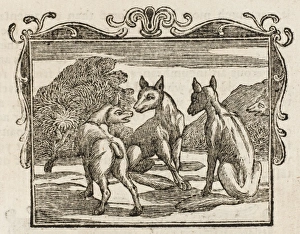 Dodsley Gallery: The Fox Without a Tail