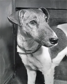Fox terrier dog Date: 1950s