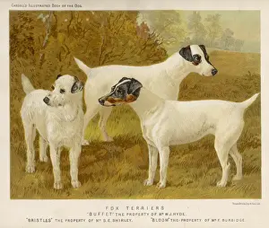 Fox Terriers (Shaw)
