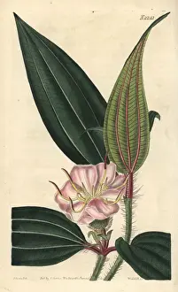 Sanguinea Prints: Fox-tongued melastome, Melastoma sanguineum