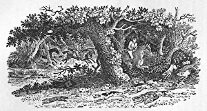 Images Dated 13th May 2011: The Fox Turns