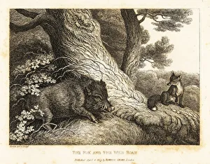 Gay And Phaedrus Prints: A fox watching a wild boar sharpen its tusks on a tree