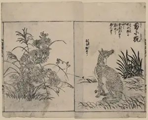 Chrysanthemums Prints: Foxes and chrysanthemums