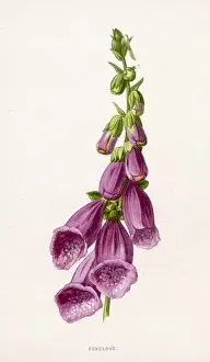 Purpurea Prints: Foxglove Digitalis