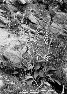 Purpurea Prints: Foxglove (Digitalis Purpurea)
