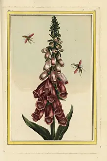 Purpurea Prints: Foxglove, Digitalis purpurea