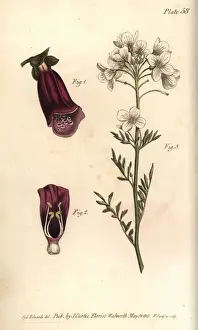 Foxglove, Digitalis purpurea, and ladys smock