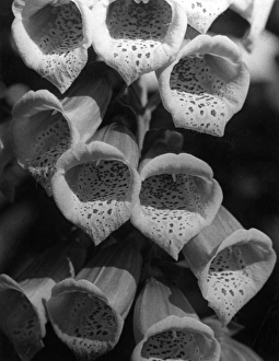 Images Dated 23rd August 2011: Foxglove Flowers