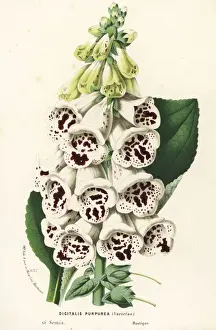 Purpurea Prints: Foxglove variety, Digitalis purpurea