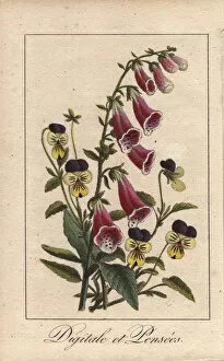 Pansies Gallery: Foxgloves and pansies, Digitalis purpurea