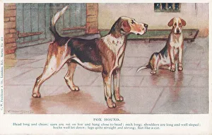 Faulkner Prints: Foxhound